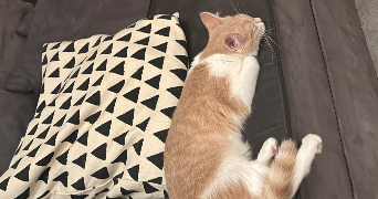 ségolène pet sitter à TILFF 4130_1