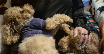 lola pet sitter à Orléans 45000_0