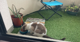 donia pet sitter à BORDEAUX 33200_1