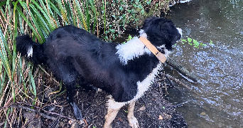 julie pet sitter à QUIMPER 29000_1