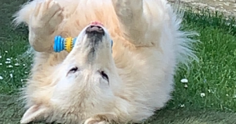 clara  pet sitter à BEAUTOR 02800_5