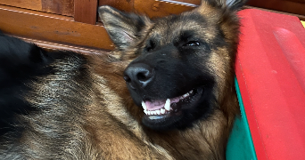mélina pet sitter à ANNECY 74940_4