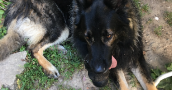 safia pet sitter à EPINAL 88000_2