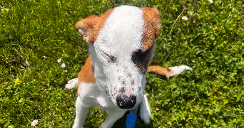 sarah pet sitter à ST JEOIRE 74490_3