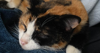israe pet sitter à BOURGES 18000_2