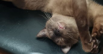 cameron pet sitter à TOULON 83000_1
