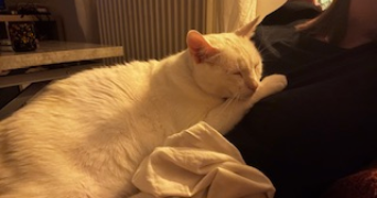 jade pet sitter à DEUIL LA BARRE 95170_2