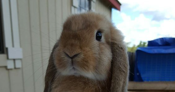 hiba pet sitter à TOULOUSE 31400_5