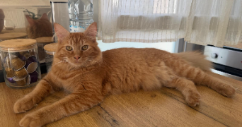 morgane pet sitter à BRUYERES LE CHATEL 91680_2