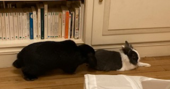 catherine pet sitter à BOULOGNE BILLANCOURT 92100_1