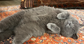 morgane pet sitter à VILLEFRANQUE 65700_7