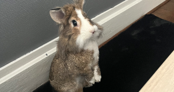 kelly pet sitter à CHAMPIGNEULLES 54250_3