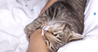 sandrine pet sitter à MOISSY CRAMAYEL 77550_2