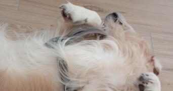 jami pet sitter à BRIVE LA GAILLARDE 19100_9