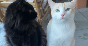 laetizia pet sitter à ISTRES 13800_1