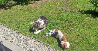 jenna pet sitter à BAYONNE 64100_3