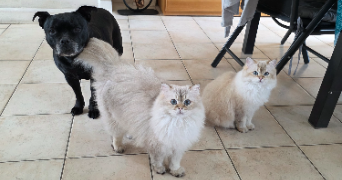 sylvie pet sitter à MORIGNY CHAMPIGNY 91150_1