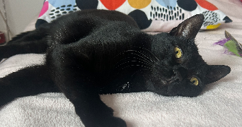 marion pet sitter à LILLE 59800_0