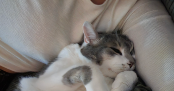 pauline pet sitter à FAVERGES SEYTHENEX 74210_2