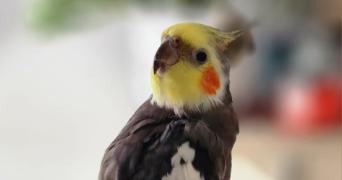 christophe pet sitter à ARRY 57680_4