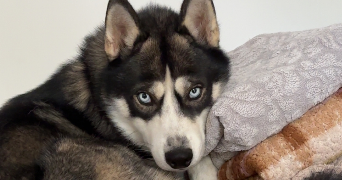 ange pet sitter à MONTELIMAR 26200_0