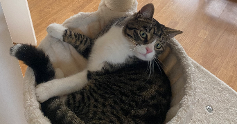justine pet sitter à GEISPOLSHEIM 67118_2