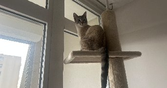 sara pet sitter à LYON 08 69008_2