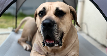 pauline pet sitter à BENODET 29950_4