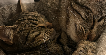 laure cat sitter à CHAVILLE 92370_3