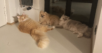 carla pet sitter à STRASBOURG 67000_4