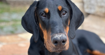 maxime pet sitter à NIMES 30000_1