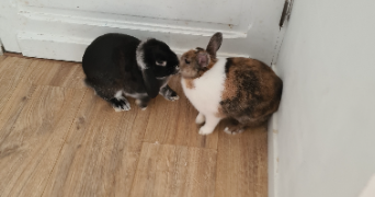 camille pet sitter à MONS EN BAROEUL 59370_4