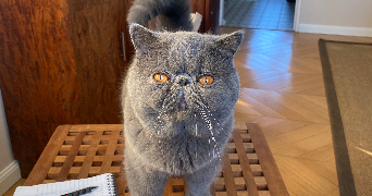 isabelle pet sitter à MERIGNAC 33700_1