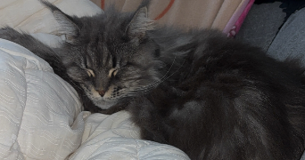 océane pet sitter à OLORON STE MARIE 64400_5