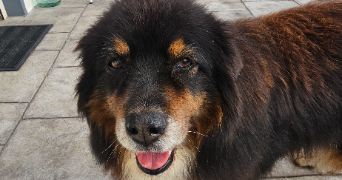 vaia pet sitter à LABENNE 40530_1
