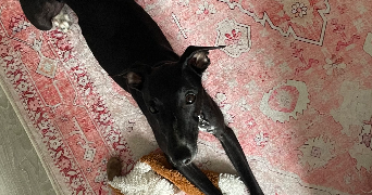 jeanne pet sitter à RENNES 35000_1