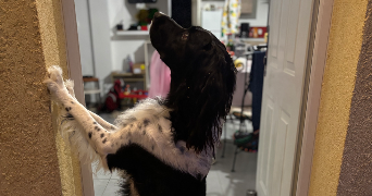 marceau pet sitter à PARIS 05 75005_0