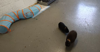 alexis pet sitter à VILLENEUVE LE ROI 94290_2