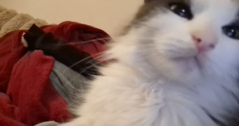 steacy pet sitter à FERRIERES EN GATINAIS 45210_1