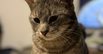 léa pet sitter à ASCHERES LE MARCHE 45170_1