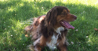 ambre pet sitter à BIGANOS 33380_3