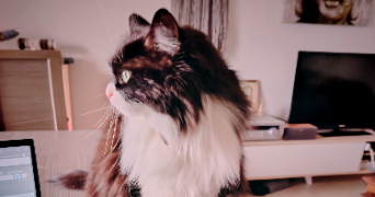 clémence pet sitter à GAGNAC SUR GARONNE 31150_1