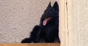 amandine pet sitter à ROYAT 63130_2