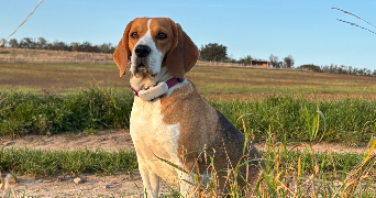 juliane pet sitter à MONTREUIL SUR BRECHE 60480_1