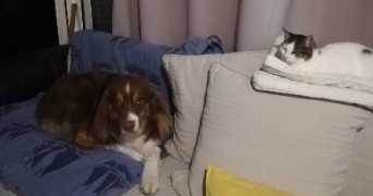 andrea pet sitter à MONTREUIL JUIGNE 49460_3