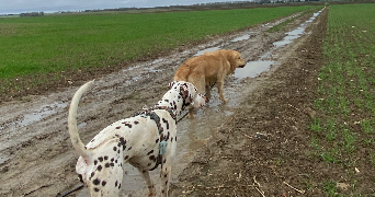 jessica pet sitter à HOUDAN 78550_2