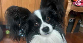 emeline pet sitter à ASNIERES SUR SEINE 92600_2