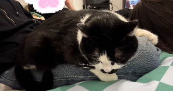 eva pet sitter à Amiens 80000_4