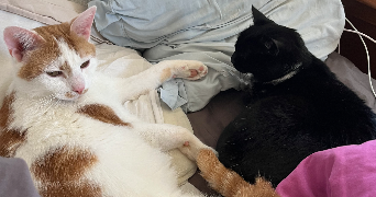 luna pet sitter à PONTARLIER 25300_6