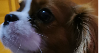 clotilde pet sitter à ROOST WARENDIN 59286_1